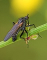 Kockás táncoslégy (Empis tesselata)