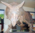 A Triceratops csontváza a Smithsonian Temészettörténeti Múzemban (Smithsonian Museum of Natural History)