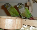 Two Green-Cheeked Conures.jpeg