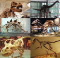 Bal felső sarokból sorban: T. rex, Diplodocus, Stegosaurus, Parasaurolophus, Protoceratops, Deinonychus