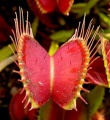 Vénusz légycsapója (Dionaea muscipula)