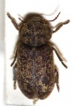 Xestobium.rufovillosum.jpg