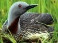 RedthroatedLoon23.jpg